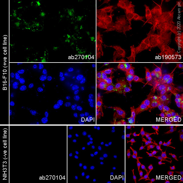 Immunocytochemistry/ Immunofluorescence - Alexa Fluor® 488 Anti-TRP1 antibody [EPR21960] (AB270104), expandable thumbnail