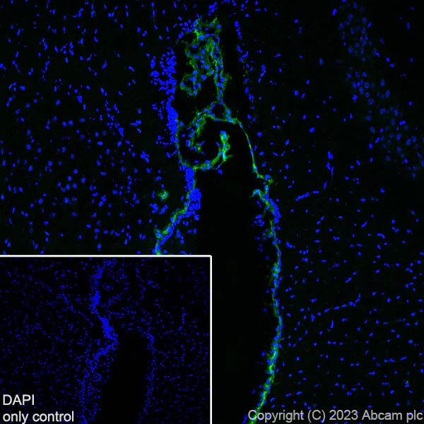 Immunohistochemistry (Frozen sections) - Alexa Fluor® 488 Anti-TRPV4 antibody [EPR23846-44] (AB315136)