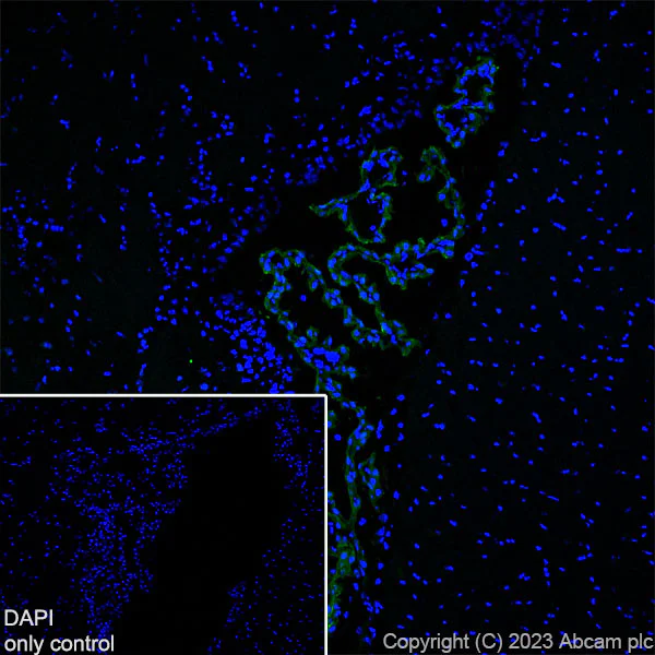 Immunohistochemistry (Frozen sections) - Alexa Fluor® 488 Anti-TRPV4 antibody [EPR23846-44] (AB315136)