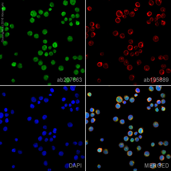 Immunocytochemistry/ Immunofluorescence - Alexa Fluor® 488 Anti-TSG101 antibody [EPR7130(B)] (AB207663)