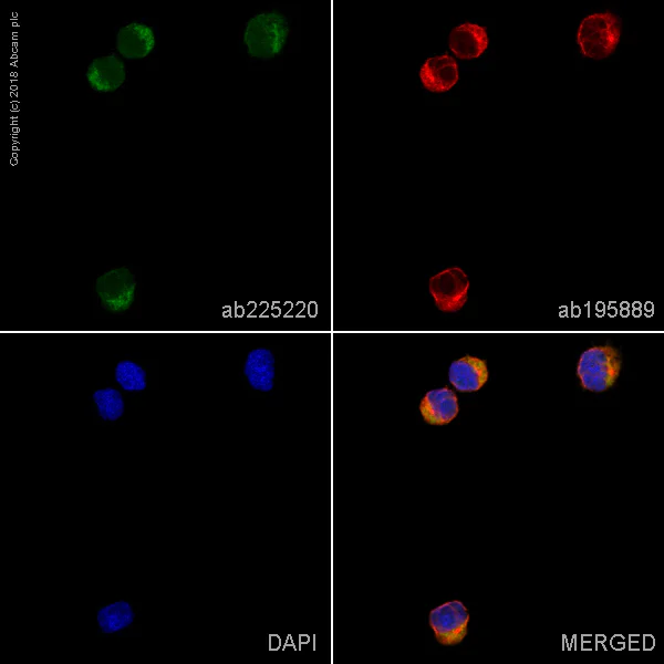 Immunocytochemistry/ Immunofluorescence - Alexa Fluor® 488 Anti-TTC11/FIS1 antibody [EPR8412] (AB225220)