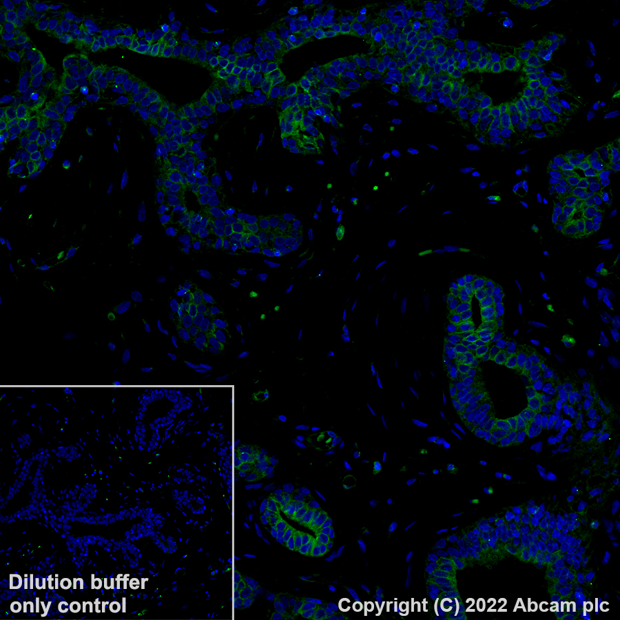Immunohistochemistry (Formalin/PFA-fixed paraffin-embedded sections) - Alexa Fluor® 488 Anti-TUBA4A antibody [EPR13477(B)] - Microtubule Marker (AB307611), expandable thumbnail