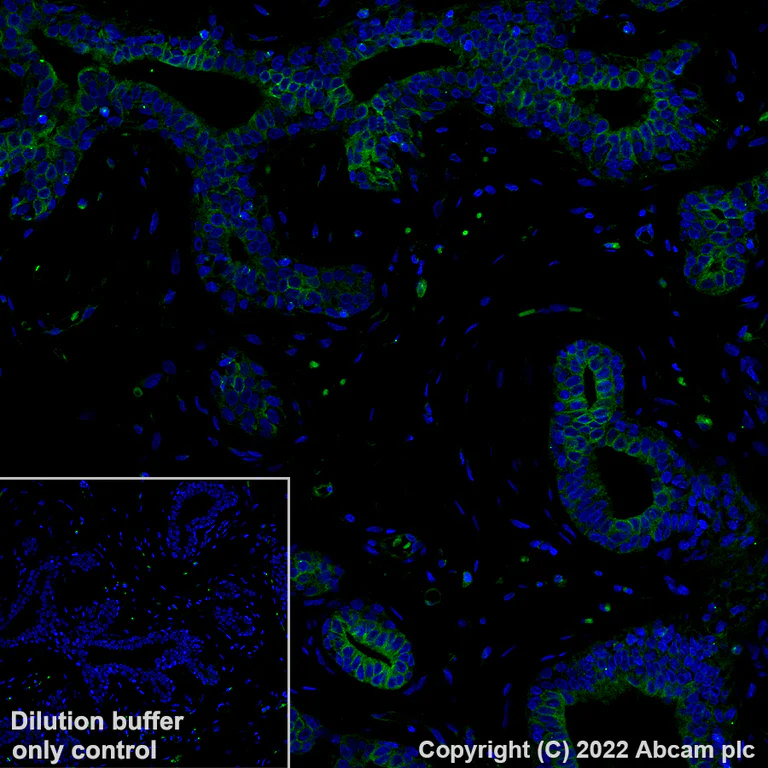 Immunohistochemistry (Formalin/PFA-fixed paraffin-embedded sections) - Alexa Fluor® 488 Anti-TUBA4A antibody [EPR13477(B)] - Microtubule Marker (AB307611)