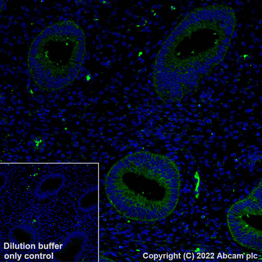 Immunohistochemistry (Formalin/PFA-fixed paraffin-embedded sections) - Alexa Fluor® 488 Anti-TUBA4A antibody [EPR13477(B)] - Microtubule Marker (AB307611), expandable thumbnail