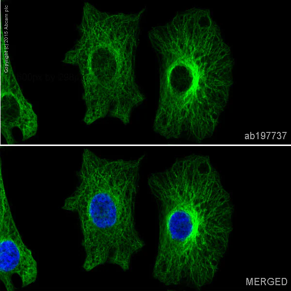Immunocytochemistry/ Immunofluorescence - Alexa Fluor® 488 Anti-Tubulin antibody [YL1/2] - Microtubule Marker (AB197737)