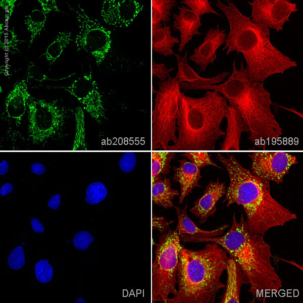 Immunocytochemistry/ Immunofluorescence - Alexa Fluor® 488 Anti-TUFM antibody [EPR12796(B)] (AB208555)