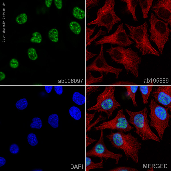 Immunocytochemistry/ Immunofluorescence - Alexa Fluor® 488 Anti-UAP56 antibody [EPR13144-62] (AB206097)