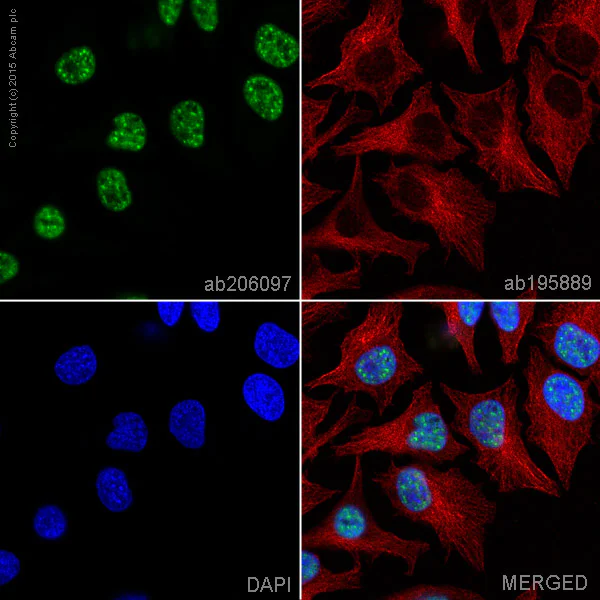 Immunocytochemistry/ Immunofluorescence - Alexa Fluor® 488 Anti-UAP56 antibody [EPR13144-62] (AB206097)