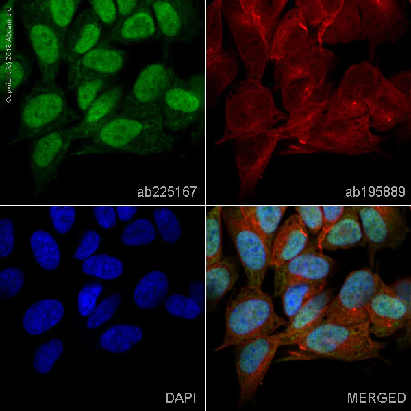 Immunocytochemistry/ Immunofluorescence - Alexa Fluor® 488 Anti-UCH37 antibody [EP4897] (AB225167)