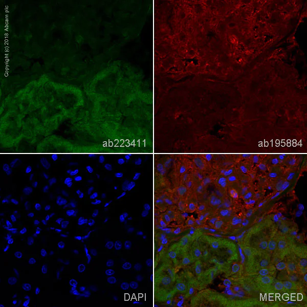 Immunohistochemistry (Frozen sections) - Alexa Fluor® 488 Anti-UCH37 antibody [EPR4896] (AB223411)