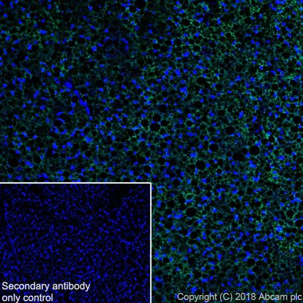 Immunohistochemistry (Frozen sections) - Alexa Fluor® 488 Anti-UCP1 antibody [EPR20381] (AB225490)