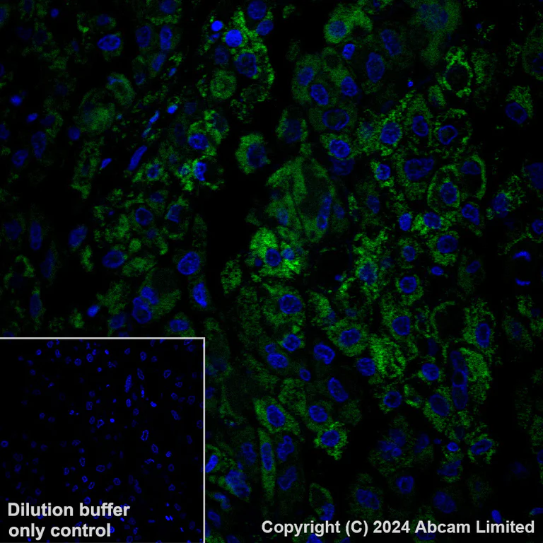 Immunohistochemistry (Formalin/PFA-fixed paraffin-embedded sections) - Alexa Fluor® 488 Anti-UQCRC2 antibody [EPR13051] (AB309702)
