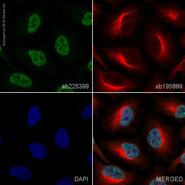 Immunocytochemistry/ Immunofluorescence - Alexa Fluor® 488 Anti-USP22 antibody [EPR18945] (AB225399)