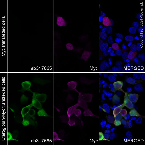 Immunocytochemistry/ Immunofluorescence - Alexa Fluor® 488 Anti-Uteroglobin antibody [EPR27144-86] (AB317665)