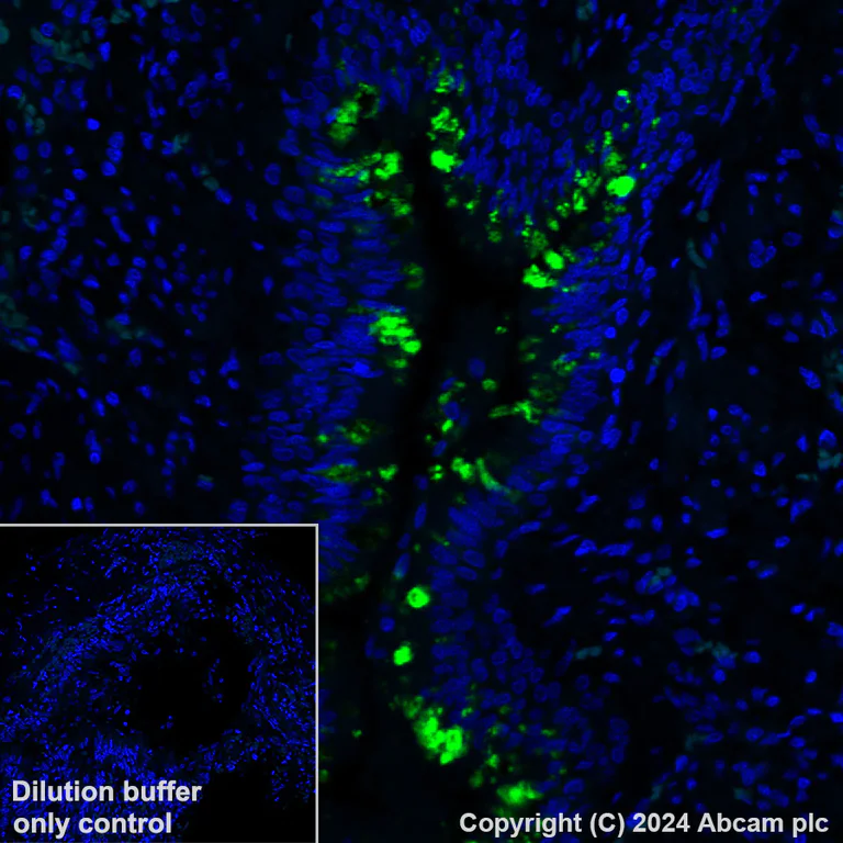 Immunohistochemistry (Formalin/PFA-fixed paraffin-embedded sections) - Alexa Fluor® 488 Anti-Uteroglobin antibody [EPR27144-86] (AB317665)