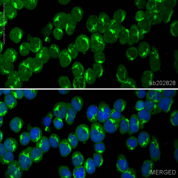Immunocytochemistry/ Immunofluorescence - Alexa Fluor® 488 Anti-VAMP8/EDB antibody [EP2629Y] (AB202828)