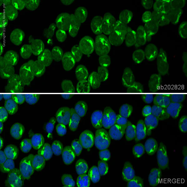 Immunocytochemistry/ Immunofluorescence - Alexa Fluor® 488 Anti-VAMP8/EDB antibody [EP2629Y] (AB202828)