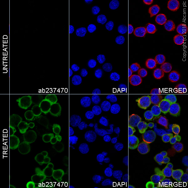 Immunocytochemistry/ Immunofluorescence - Alexa Fluor® 488 Anti-VAV1 (phospho Y174) antibody [EP510Y] (AB237470)