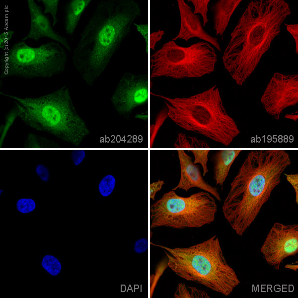 Immunocytochemistry/ Immunofluorescence - Alexa Fluor® 488 Anti-VCP antibody [EPR3307(2)] (AB204289)