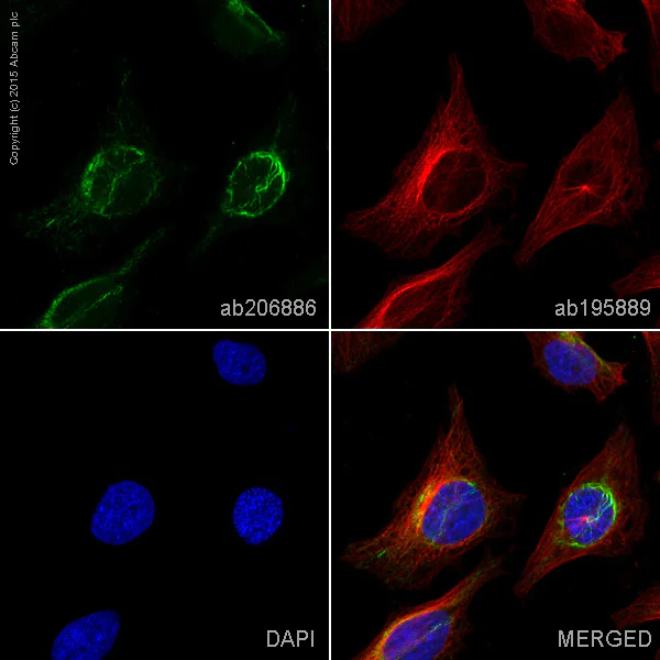 Immunocytochemistry/ Immunofluorescence - Alexa Fluor® 488 Anti-VEGFA antibody [EP1176Y] (AB206886)