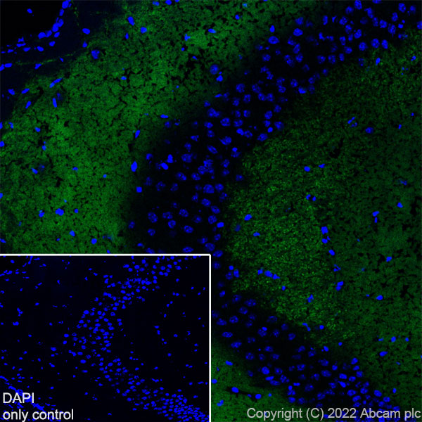Immunohistochemistry (Frozen sections) - Alexa Fluor® 488 Anti-VGluT1 antibody [EPR22269] (AB302583), expandable thumbnail