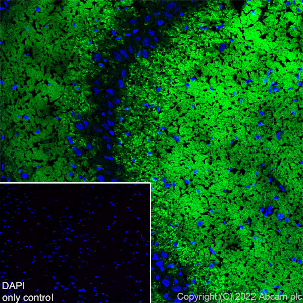 Immunohistochemistry (Frozen sections) - Alexa Fluor® 488 Anti-VGluT1 antibody [EPR22269] (AB302583), expandable thumbnail