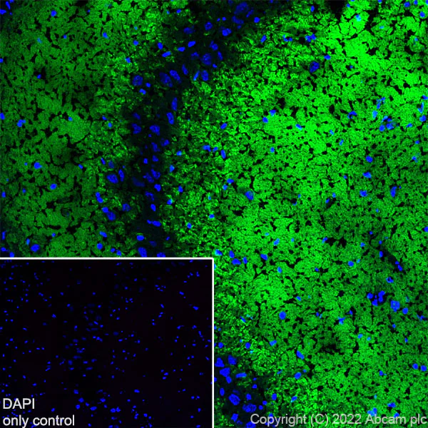 Immunohistochemistry (Frozen sections) - Alexa Fluor® 488 Anti-VGluT1 antibody [EPR22269] (AB302583)