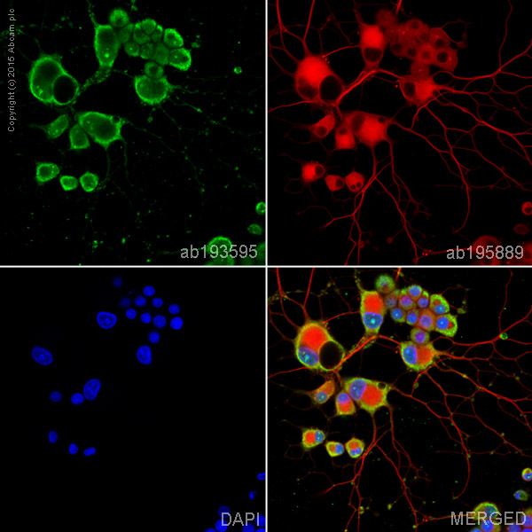 Immunocytochemistry/ Immunofluorescence - Alexa Fluor® 488 Anti-VGluT1 antibody [N28-9] (AB193595), expandable thumbnail