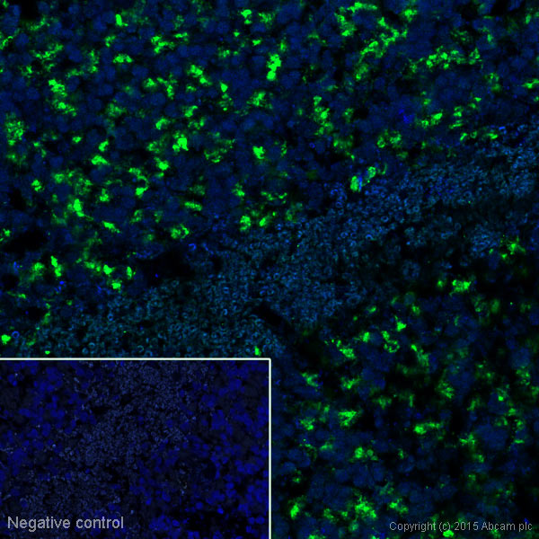 Immunohistochemistry (Frozen sections) - Alexa Fluor® 488 Anti-VGluT1 antibody [N28-9] (AB193595), expandable thumbnail