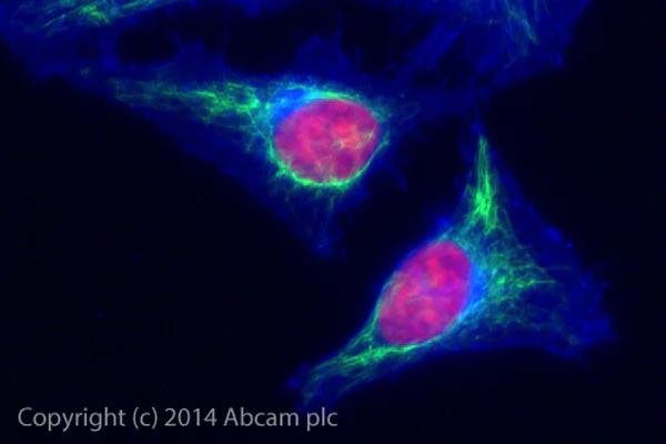 Immunocytochemistry/ Immunofluorescence - Alexa Fluor® 488 Anti-Vimentin antibody [EPR3776] - Cytoskeleton Marker (AB185030)