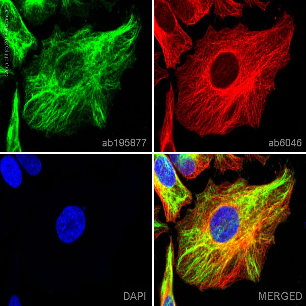 Immunocytochemistry/ Immunofluorescence - Alexa Fluor® 488 Anti-Vimentin antibody [V9] - Cytoskeleton Marker (AB195877)