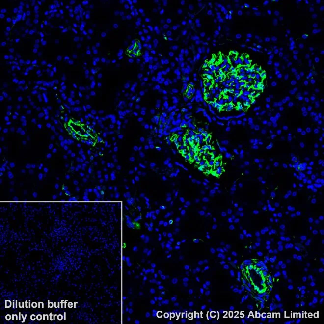 Anti-Vimentin - Cytoskeleton Marker Alexa Fluor® 488 antibody [V9