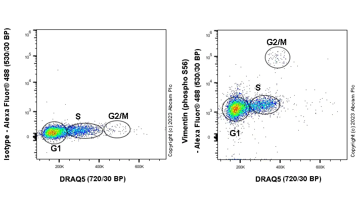 Flow Cytometry - Alexa Fluor® 488 Anti-Vimentin (phospho S56) antibody [EPR21084] (AB312898)