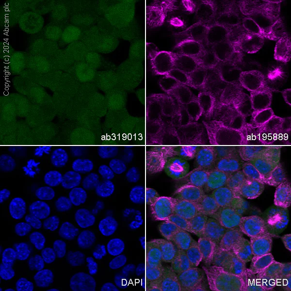Immunocytochemistry/ Immunofluorescence - Alexa Fluor® 488 Anti-Visfatin antibody [EPR21980] (AB319013)