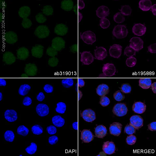 Immunocytochemistry/ Immunofluorescence - Alexa Fluor® 488 Anti-Visfatin antibody [EPR21980] (AB319013)