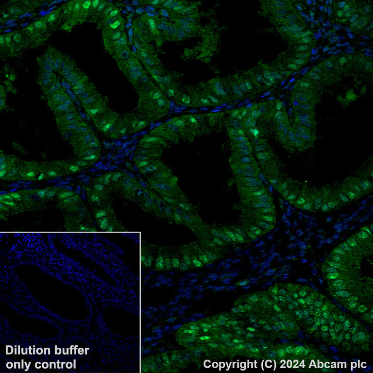 Immunohistochemistry (Formalin/PFA-fixed paraffin-embedded sections) - Alexa Fluor® 488 Anti-Visfatin antibody [EPR21980] (AB319013)