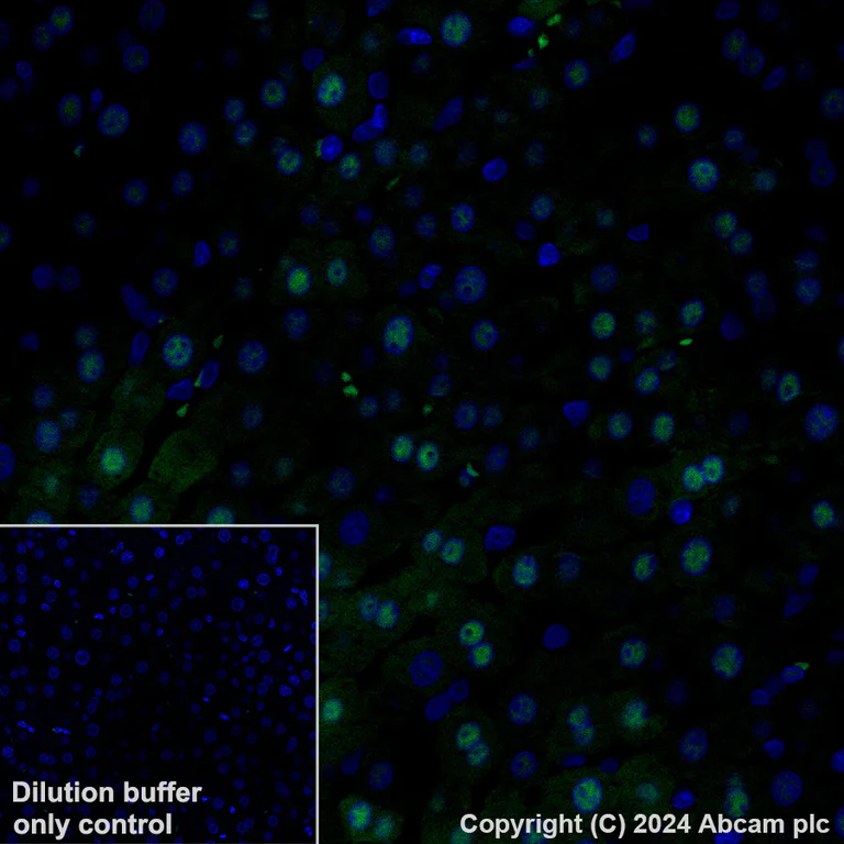 Immunohistochemistry (Formalin/PFA-fixed paraffin-embedded sections) - Alexa Fluor® 488 Anti-Visfatin antibody [EPR21980] (AB319013)