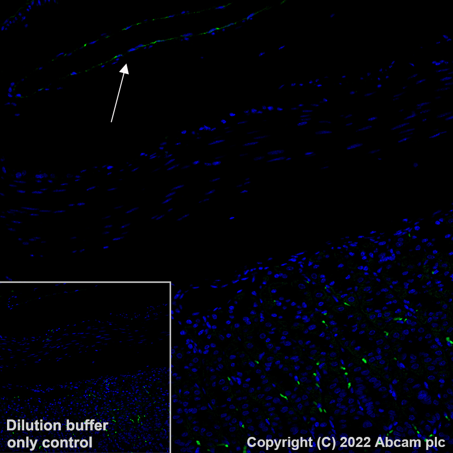 Immunohistochemistry (Formalin/PFA-fixed paraffin-embedded sections) - Alexa Fluor® 488 Anti-Von Willebrand Factor antibody [EPR25069-131] (AB307389), expandable thumbnail