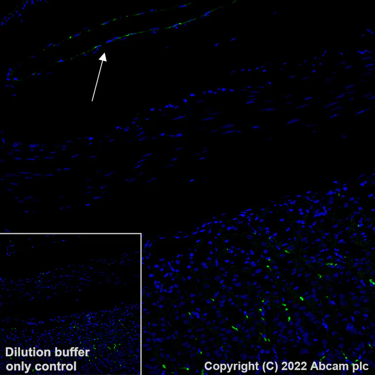 Immunohistochemistry (Formalin/PFA-fixed paraffin-embedded sections) - Alexa Fluor® 488 Anti-Von Willebrand Factor antibody [EPR25069-131] (AB307389)
