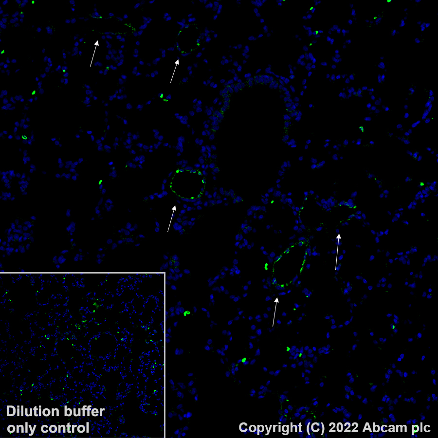 Immunohistochemistry (Formalin/PFA-fixed paraffin-embedded sections) - Alexa Fluor® 488 Anti-Von Willebrand Factor antibody [EPR25069-131] (AB307389), expandable thumbnail