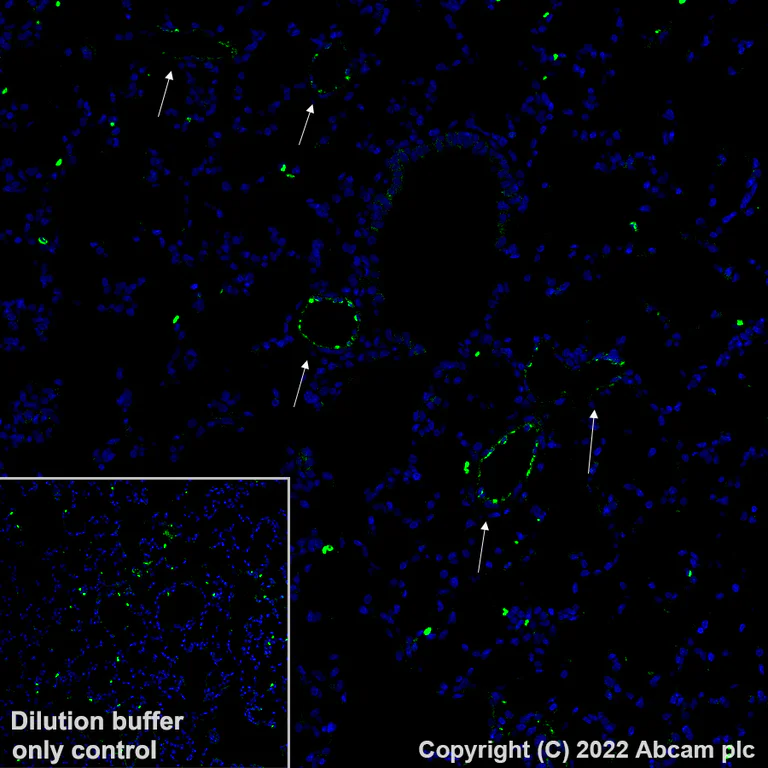 Immunohistochemistry (Formalin/PFA-fixed paraffin-embedded sections) - Alexa Fluor® 488 Anti-Von Willebrand Factor antibody [EPR25069-131] (AB307389)