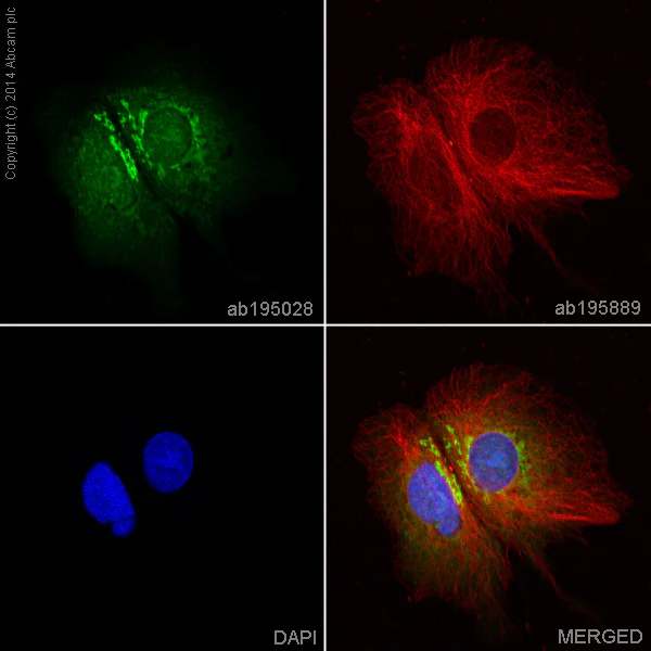 Immunocytochemistry/ Immunofluorescence - Alexa Fluor® 488 Anti-Von Willebrand Factor antibody [EPSISR15] (AB195028)