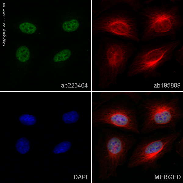 Immunocytochemistry/ Immunofluorescence - Alexa Fluor® 488 Anti-WTAP antibody [EPR18744] (AB225404), expandable thumbnail