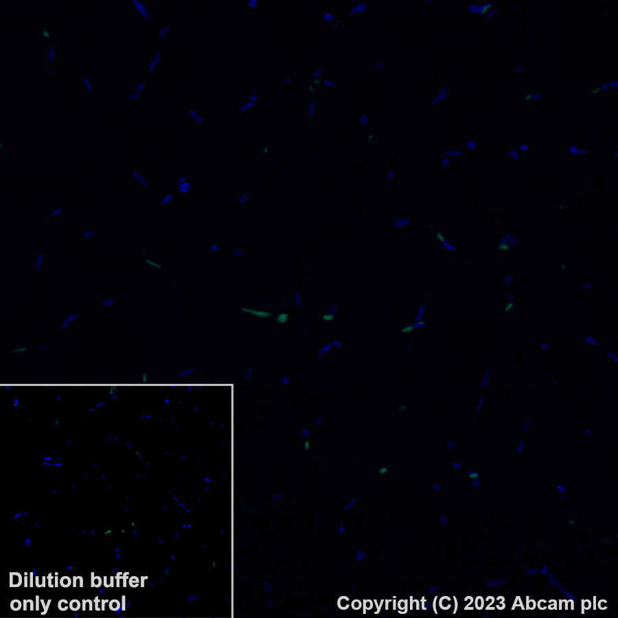 Immunohistochemistry (Formalin/PFA-fixed paraffin-embedded sections) - Alexa Fluor® 488 Anti-YKL-40/CHI3L1 antibody [EPR27396-56] (AB314164), expandable thumbnail