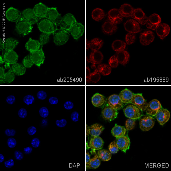 Immunocytochemistry/ Immunofluorescence - Alexa Fluor® 488 Anti-Ym-1 + Ym-2 antibody [EPR15263] (AB205490), expandable thumbnail