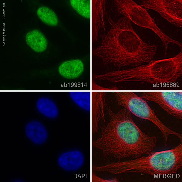 Immunocytochemistry/ Immunofluorescence - Alexa Fluor® 488 Anti-YY1 antibody [EPR4652] - Nuclear Marker (AB199814)