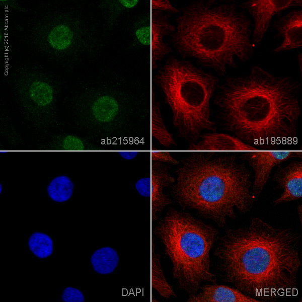 Immunocytochemistry/ Immunofluorescence - Alexa Fluor® 488 Anti-ZEB1 antibody [EPR17375] (AB215964), expandable thumbnail