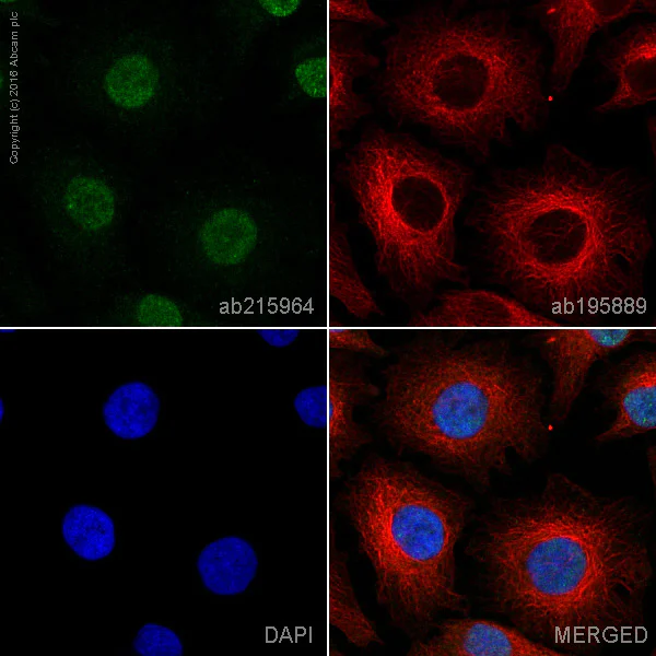 Immunocytochemistry/ Immunofluorescence - Alexa Fluor® 488 Anti-ZEB1 antibody [EPR17375] (AB215964)