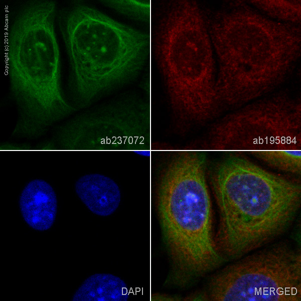 Immunocytochemistry/ Immunofluorescence - Alexa Fluor® 488 Anti-Zyxin antibody [EPR4302] (AB237072), expandable thumbnail