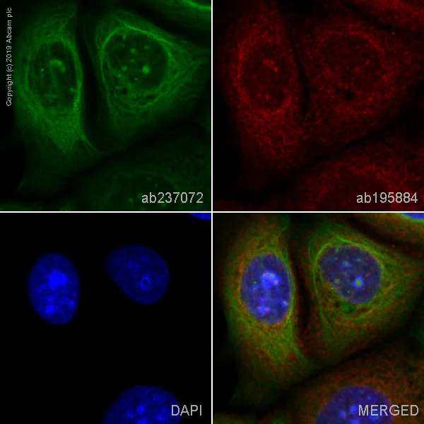 Immunocytochemistry/ Immunofluorescence - Alexa Fluor® 488 Anti-Zyxin antibody [EPR4302] (AB237072)